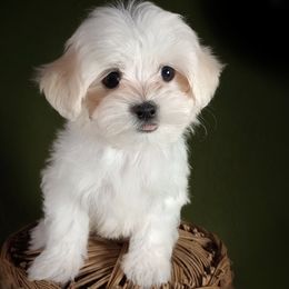 Companion Cross, Maltese, and Maltipoo Puppies from Seeking Shalom Acres Maltese, Maltipoos & Havamalts