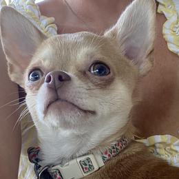 Chihuahuas from raven russell