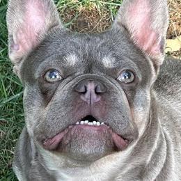 Chihuahuas from Sasha’s Elite Kennel LLC