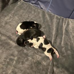 Maple - Parti female Yorkshire Terrier puppy in Eure, North Carolina from Cutie Patootie Paws