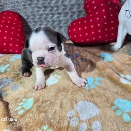 Rosalina - Blue female Boston Terrier puppy in Millers Creek, North Carolina from Tumbling Shoals Hilltop Bostons