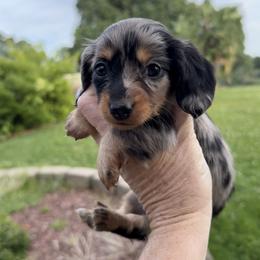 Diane (AKC) - Dapple female Dachshund puppy in Valley Springs, California from River Breeze Dachshunds