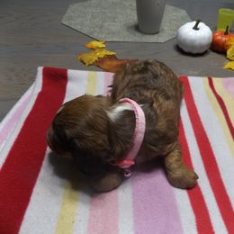 Dachshund Puppies from Molly Dolly's Miniature Dachshunds