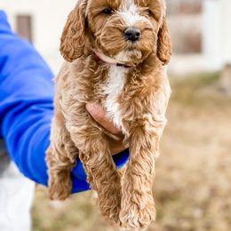 Cavapoo and Goldendoodle Puppies from A2Z Doodles