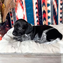 Girl 3 - Dachshund puppy from Wildflower Weenies