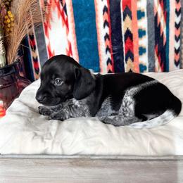 Girl 3 - Dachshund puppy from Wildflower Weenies