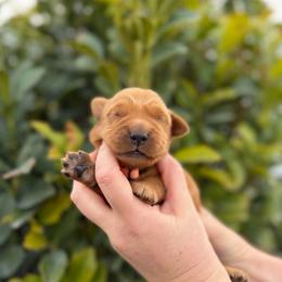 Male 3, Orange - Dark golden male Golden Retriever puppy in Utah from Deseret Peak Goldens