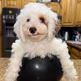 Sleepy - White male Poodle puppy in Akeley, Minnesota from Blessed Acres Miniature Poodles