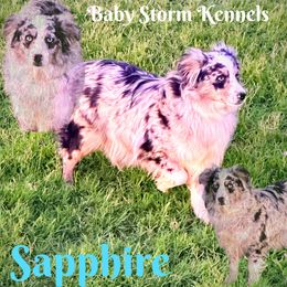 Sapphire - Miniature Australian Shepherd