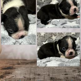 Harry - Black and white male Boston Terrier puppy in Brazos Point, Texas from TX Southern Belle Boston Terriers