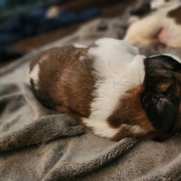Saint Bernard Puppies from Amber's Saint Bernards