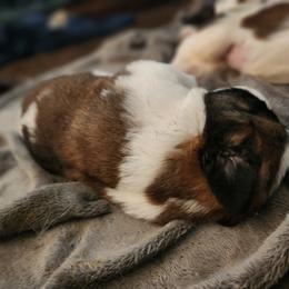 Saint Bernard Puppies from Amber's Saint Bernards