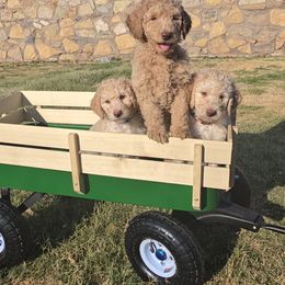 Labradoodles from My Cuddly Doodles