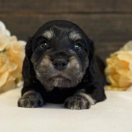 Peach - Black and cream female Dachshund puppy in Dothan, Alabama from Little House Pups