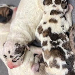 Dachshund and Great Dane Puppies from Ballistic Danes & Dachshunds
