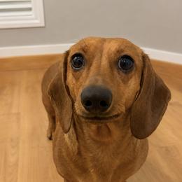 Dachshund Puppies from Whinebarkdachshunds LLC
