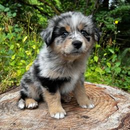 Australian Shepherd Puppies from Dandelion Farms PDX