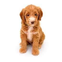 Finley Dean - Cream male Goldendoodle puppy in Valdosta, Georgia from Designer Doodles of South GA