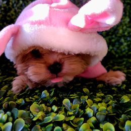 Henry - Gold Yorkshire Terrier puppy in Marble Hill, Missouri from LeGrands Parti Pups