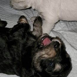 Miniature Schnauzers from Gulf Coast Schnauzers