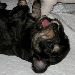 Miniature Schnauzers from Gulf Coast Schnauzers