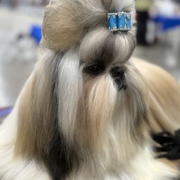 Truly - Shih Tzu