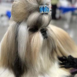 Truly - Shih Tzu