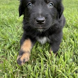 Black Tri Female - Black tri-color female Australian Shepherd puppy in Pembroke, Kentucky from Bark-n-Stomp Farm and Kennels