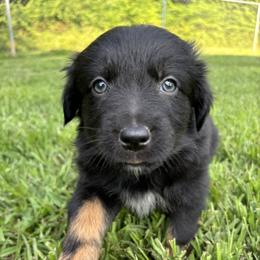 Black Tri Female - Black tri-color female Australian Shepherd puppy in Pembroke, Kentucky from Bark-n-Stomp Farm and Kennels