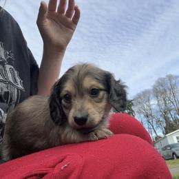 3rd Born Shaded Cream - Cream male Dachshund puppy in Rochester, Washington from Curtiss Dachshunds