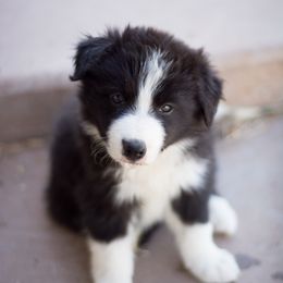 Border Collie Puppies from Shill Border Collies