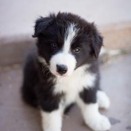 Border Collie Puppies from Shill Border Collies