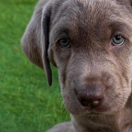 Dilute Retrievers and Labrador Retrievers from Stunning Silver Bullets Labradors