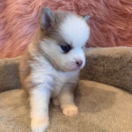 Violet - Blue female Pomsky puppy in Bucyrus, Missouri from Hill Top Pomskies