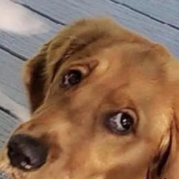 Golden Retriever All Grown Up from Nelsons Goldens