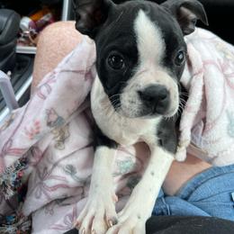 June - Black and white female Boston Terrier puppy in Mountain Home, Arkansas from B and T Lewis Farms