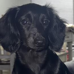 Dachshunds from K4 Doxies