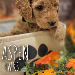 Goldendoodle Puppies from Stacy Warwick