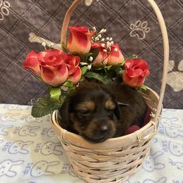 ZOEY- CKC REGISTERED FULL RIGHTS - Black female Dachshund puppy in Elizabethtown, Kentucky from Teeny Tiny Puppy Tails