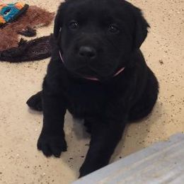 Labrador Retriever Puppies from Cedar Ranch Labrador Retrievers