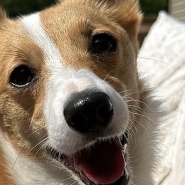 American Corgis and Pembroke Welsh Corgis from Rockin' CC Corgis