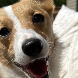 American Corgis and Pembroke Welsh Corgis from Rockin' CC Corgis
