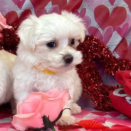 Maltese, Miniature Australian Shepherds, Poodles, Shih Tzus, Toy Australian Shepherds, and Yorkshire Terriers from Love At FURst Sight TX Kiss My Aussie