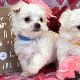 Maltese, Miniature Australian Shepherds, Poodles, Shih Tzus, Toy Australian Shepherds, and Yorkshire Terriers from Love At FURst Sight TX Kiss My Aussie
