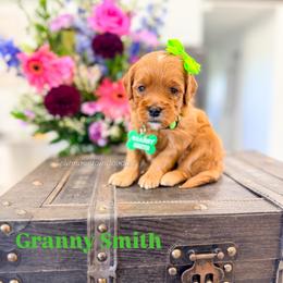 Girl 4 - Red  female Goldendoodle puppy in West Haven, Utah from Split Mountain Doodles