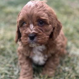 Parker - Red male Cavapoo puppy in Mint Hill, North Carolina from DoodleForever
