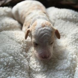 Jules - Parti female Poodle puppy in Randallstown, Maryland from Parson Standards