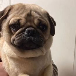 Pugs from Pug Nation Puppies