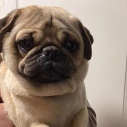 Pugs from Pug Nation Puppies