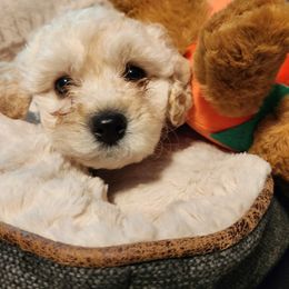 Maltipoo Puppies from Awwws-n-Pawws